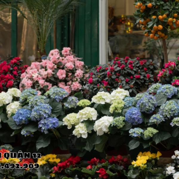 Combo hoa Valentine 14/2 giúp bạn ghi điểm tuyệt đối với nàng
