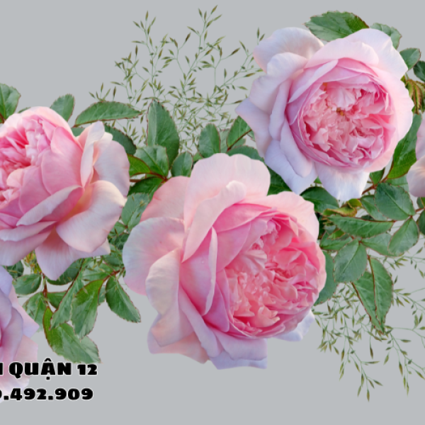 Hoa hồng Valentine 14/2 thêm sắc màu ý nghĩa cho mùa yêu thương