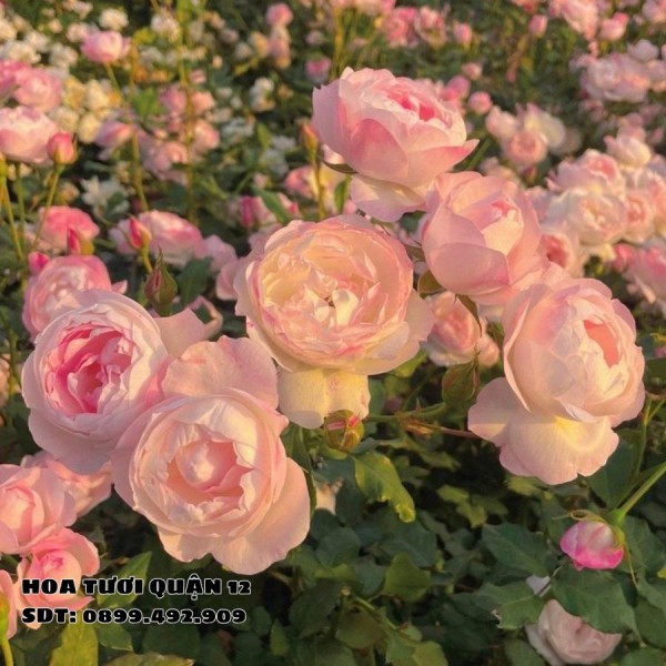 Hoa hồng ngoại - Biểu tượng của sự đẳng cấp, sang trọng