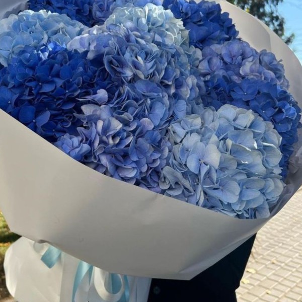 Ý nghĩa hoa cẩm tú cầu và cách đổi màu hoa cực dễ