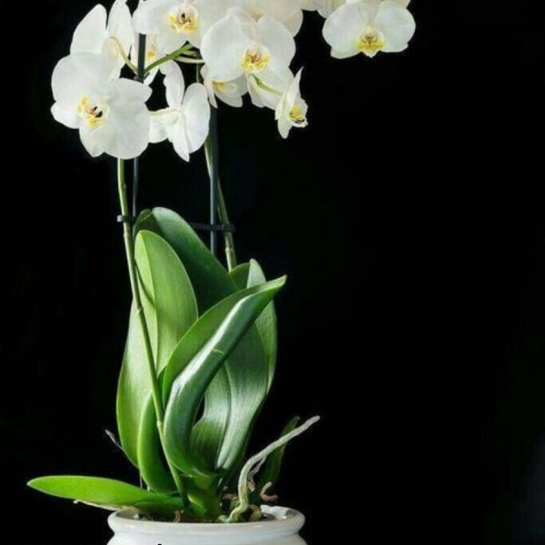 Bí quyết giữ hoa lan tươi lâu như mới cắt tại tiệm