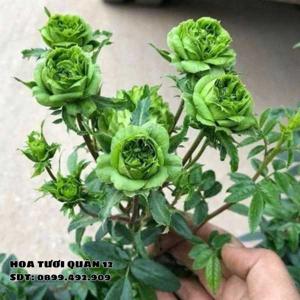 Hoa hồng xanh đem đến sự bí ẩn, độc đáo đầy mê hoặc