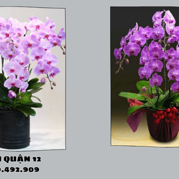 Hoa lan quận 12 – Lan hồ điệp đẹp, chậu sang trọng
